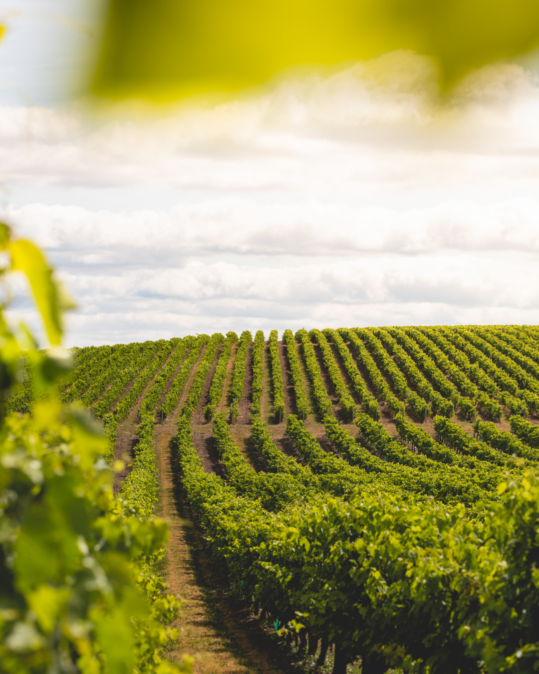 Vignes ensoleillées